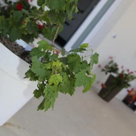 Holiday home La Vite